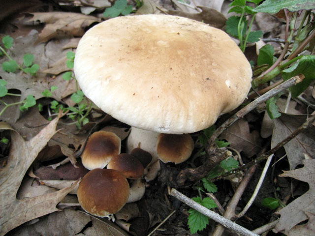 Agrocybe aegerita ...nel bosco